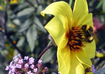 Yellow flower visited by a Bee