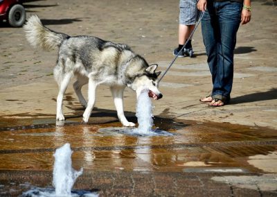 Husky eating a water jet