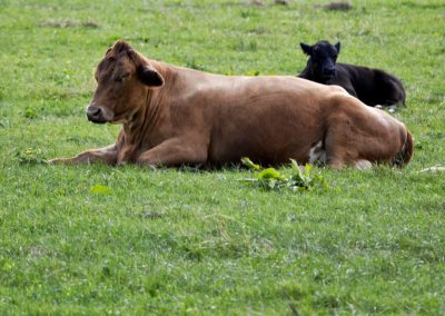Brown and black cows lying down in a field