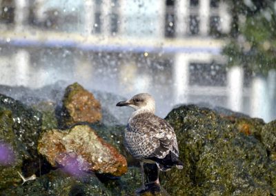 Seagull showering in fountain