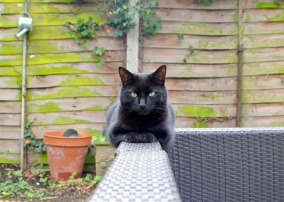 Black cat staring