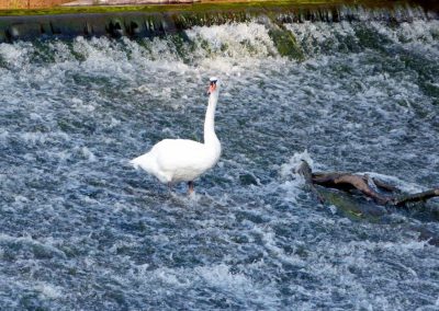 Swan on the River Severn weir