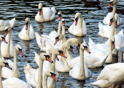 Swans on the river severn