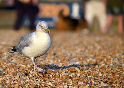 Seagull on pebble beach