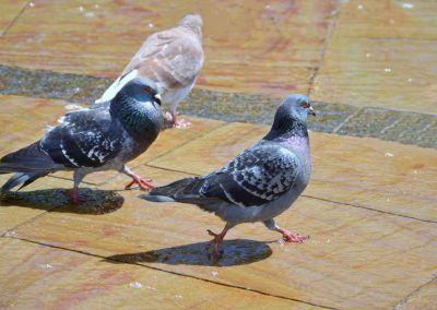 Pigeons walking in water